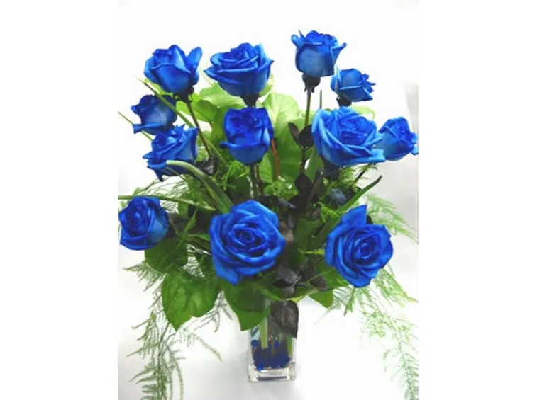 Come annaffiare le rose blu naturali