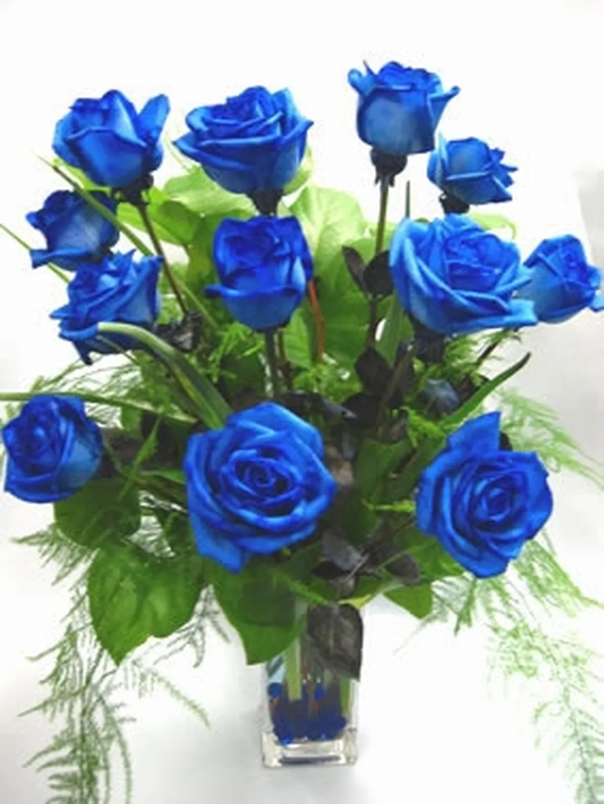 Come annaffiare le rose blu naturali