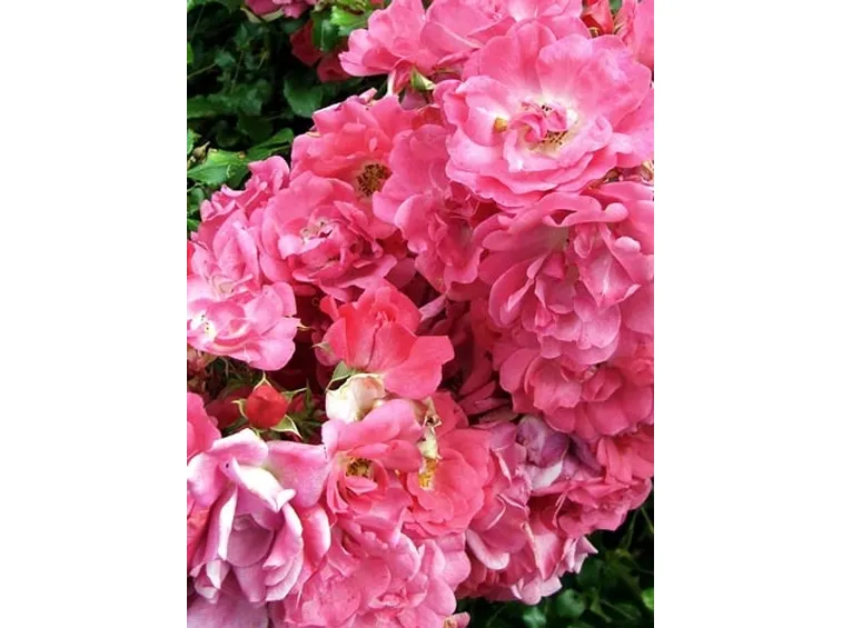 consegna bouquet rose