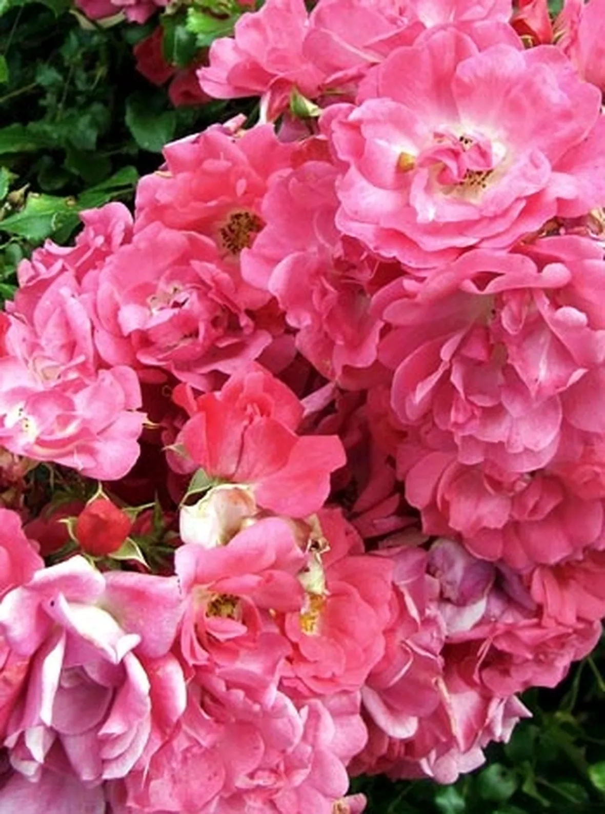 consegna bouquet rose
