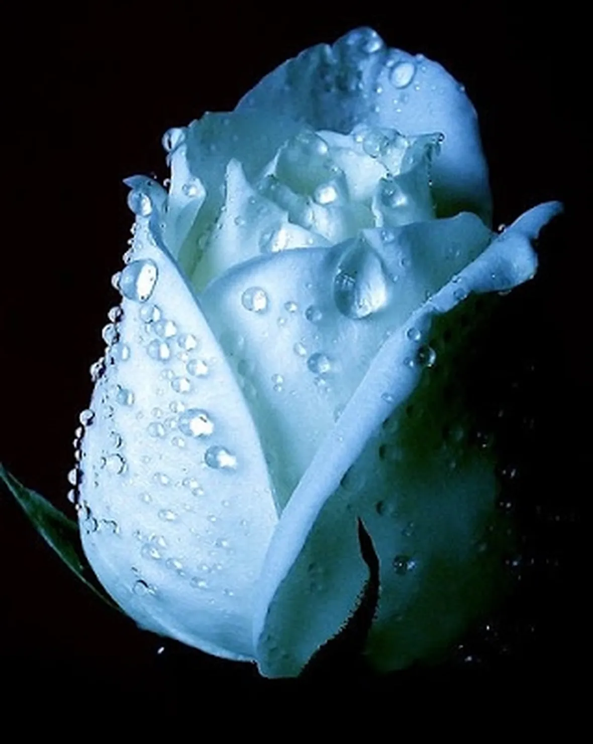 consegna bouqut di rose a domicilio