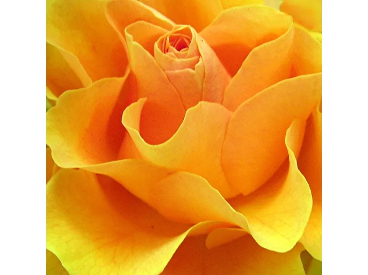 consegna mazzo di rose rosse