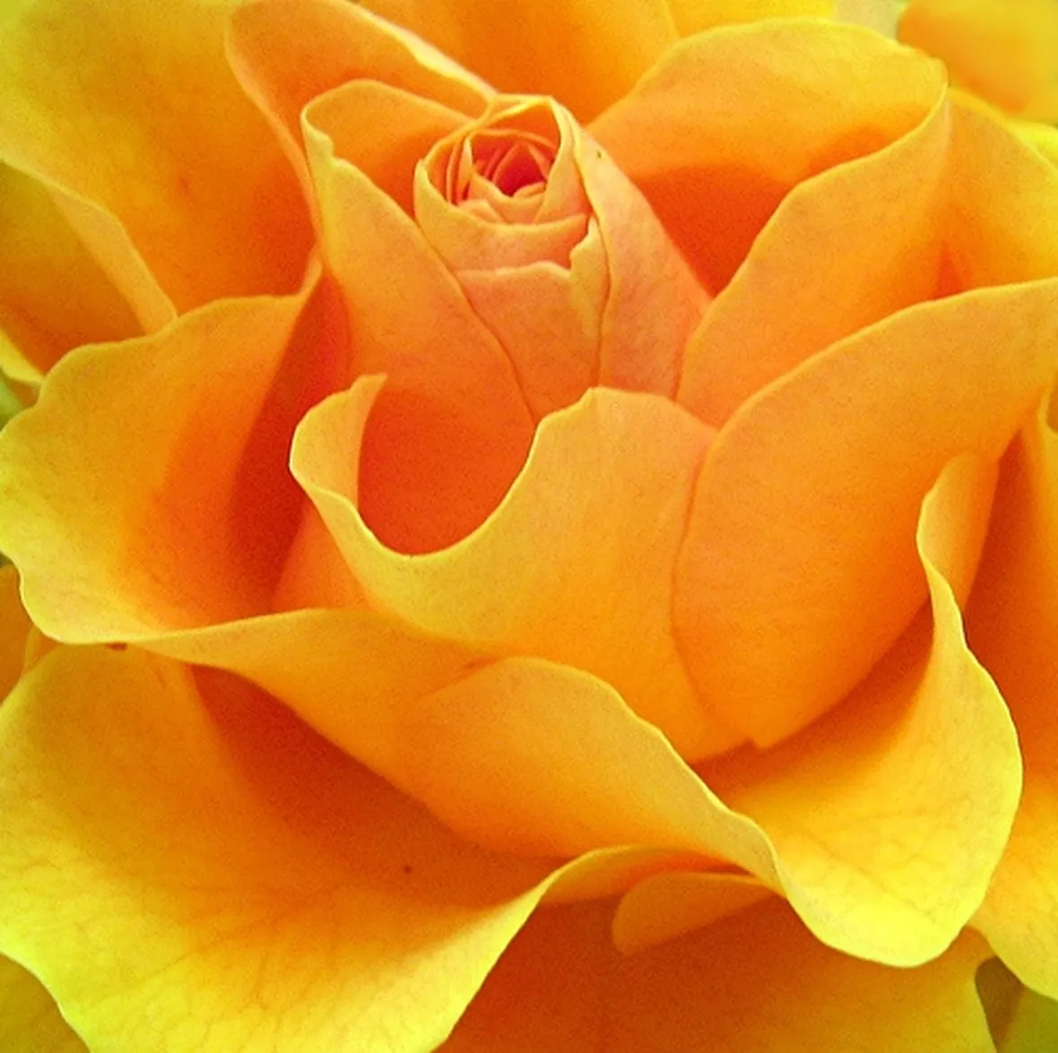 consegna mazzo di rose rosse