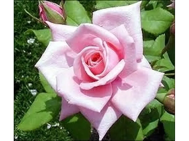 consegna mazzo di rose