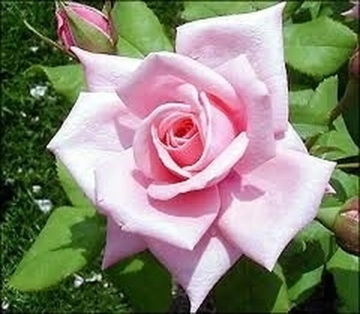 consegna mazzo di rose