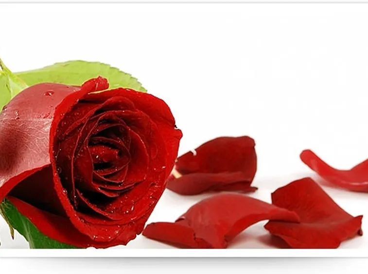 foto mazzi di rose-1