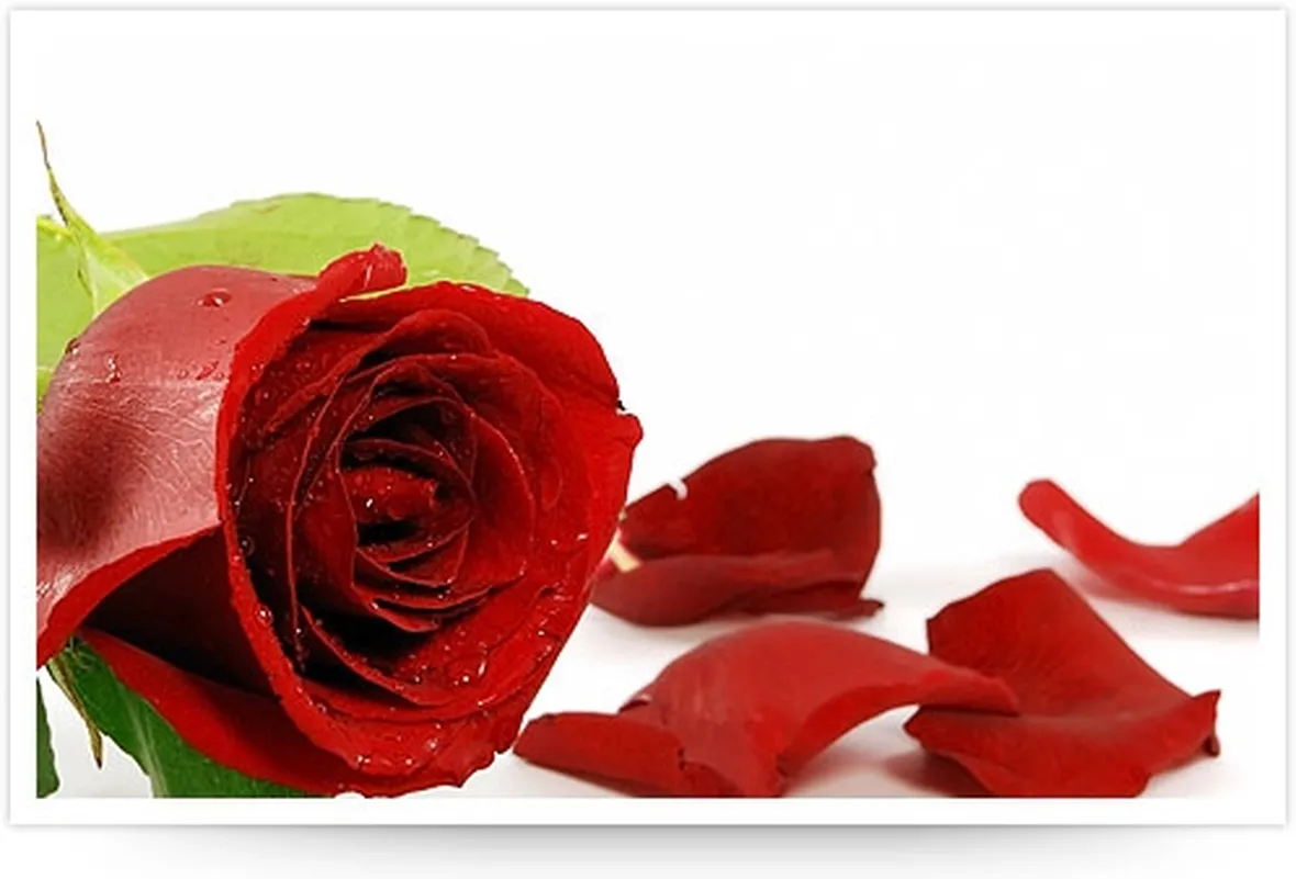 foto mazzi di rose-1