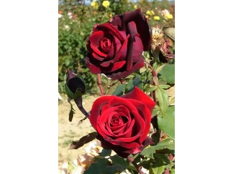 foto mazzi di rose