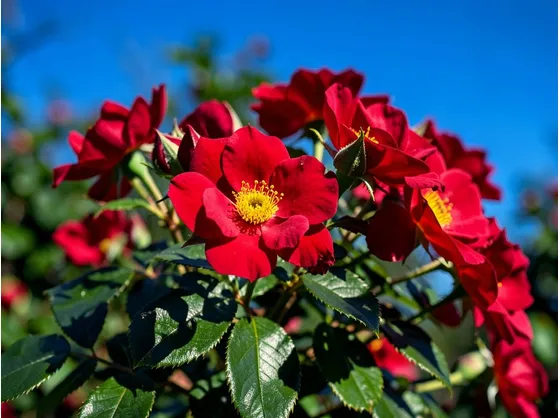 foto mazzo di rose rosse