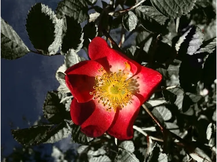 foto mazzo di rose rosse
