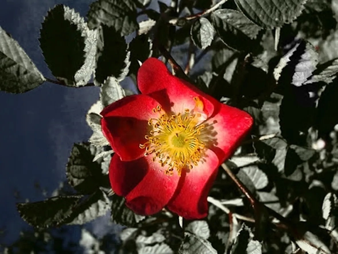 foto mazzo di rose rosse