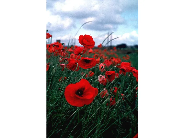 immagini mazzo rose rosse