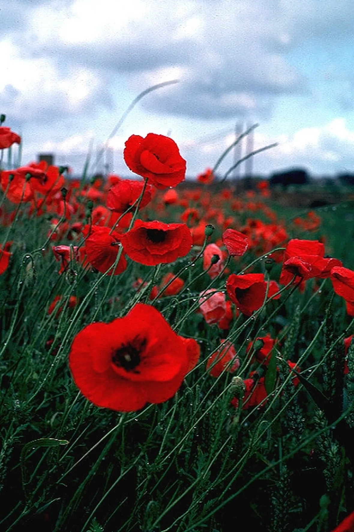 immagini mazzo rose rosse