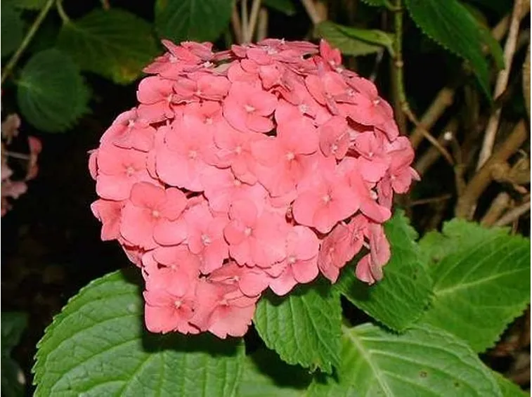 invio bouquet di rose