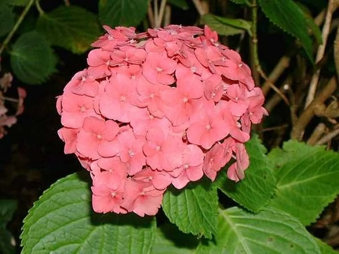 invio bouquet di rose