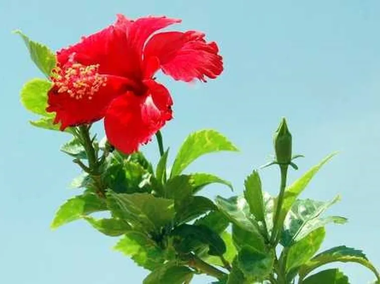 invio mazzo di rose