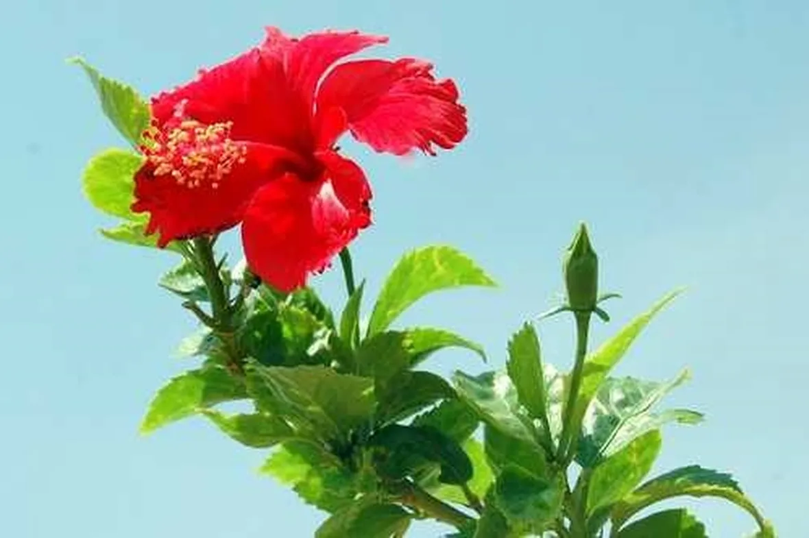 invio mazzo di rose