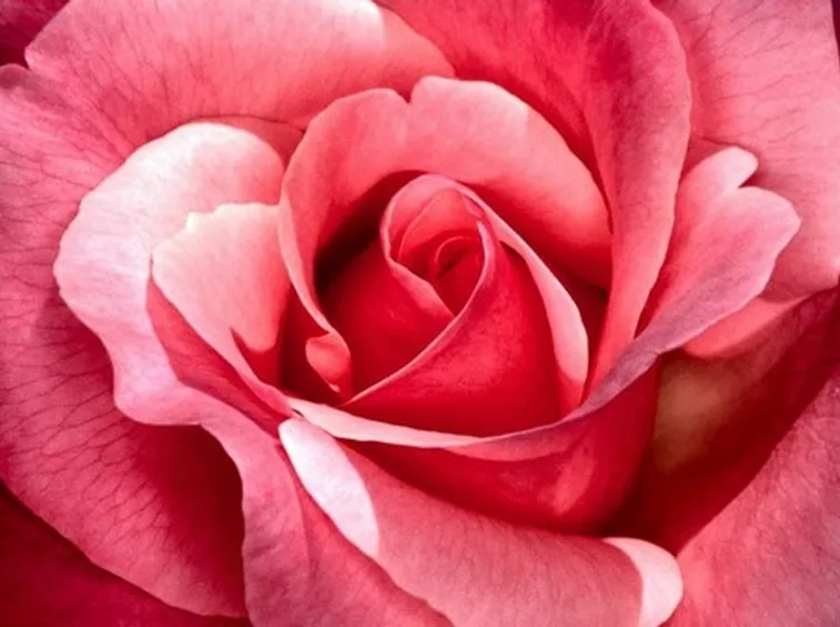 latina rose