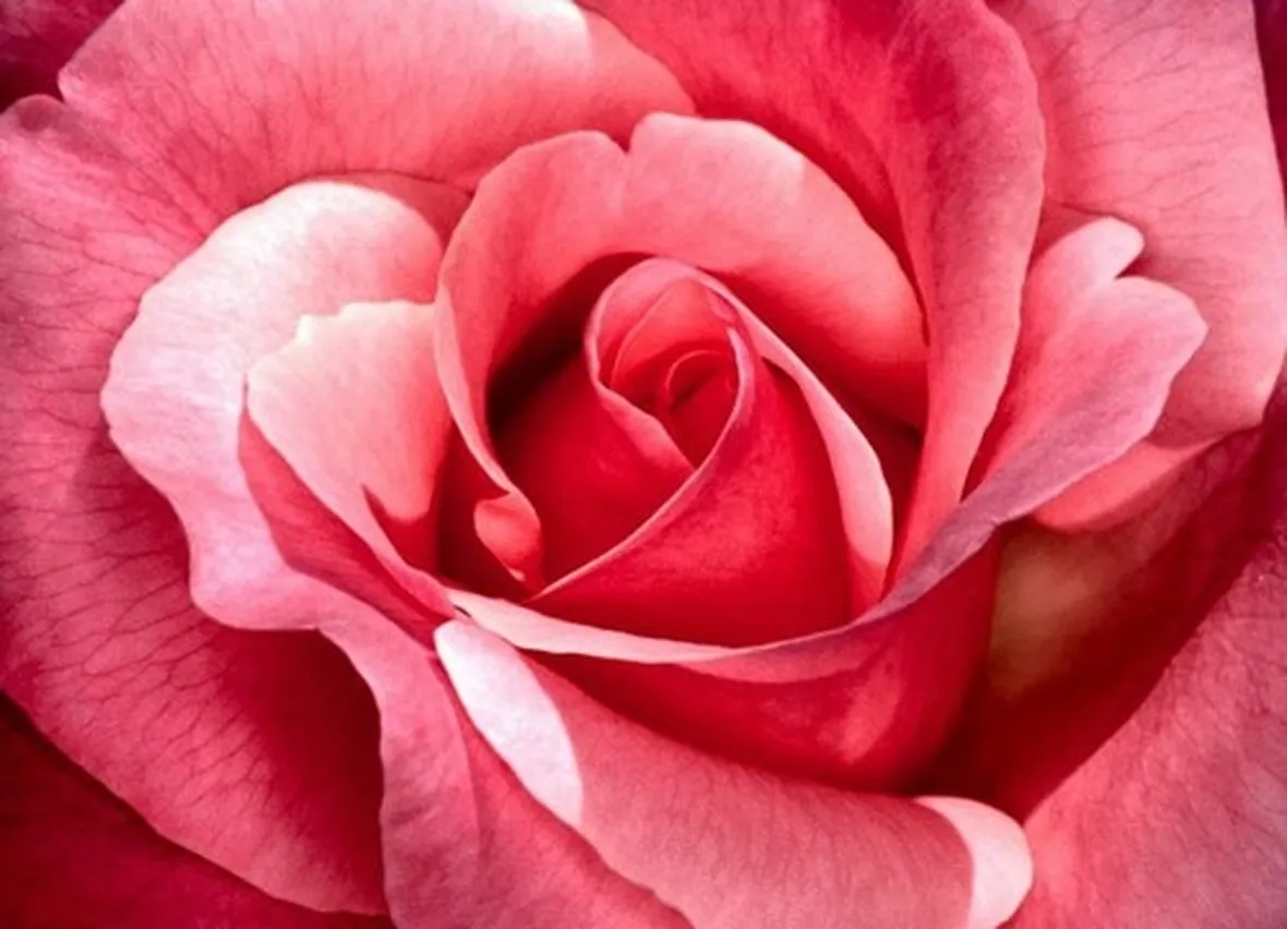 latina rose