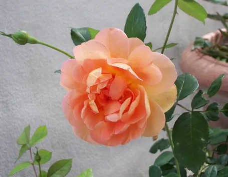 le rose ed il clima