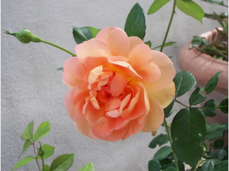 le rose ed il clima