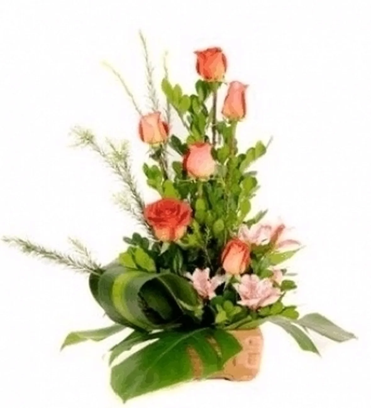 Le rose moderne e le rose inglesi