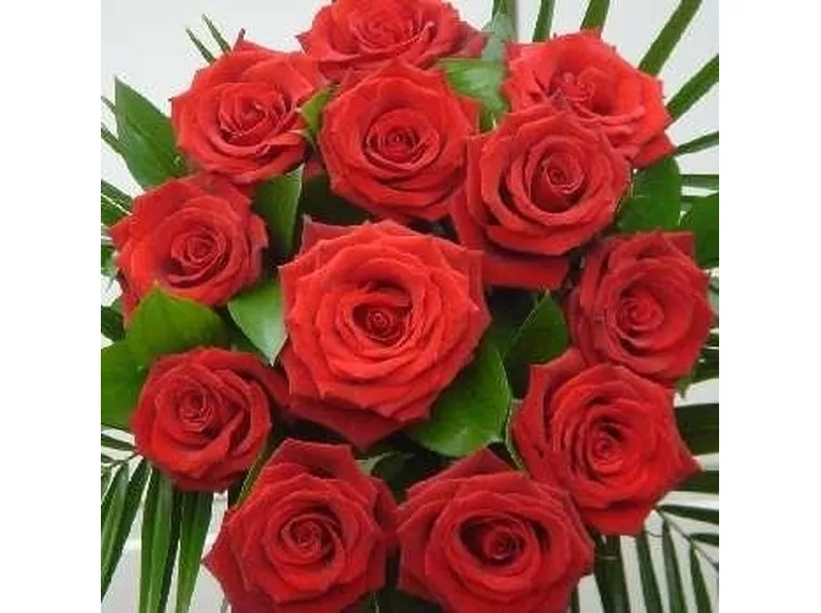 Le rose rosse