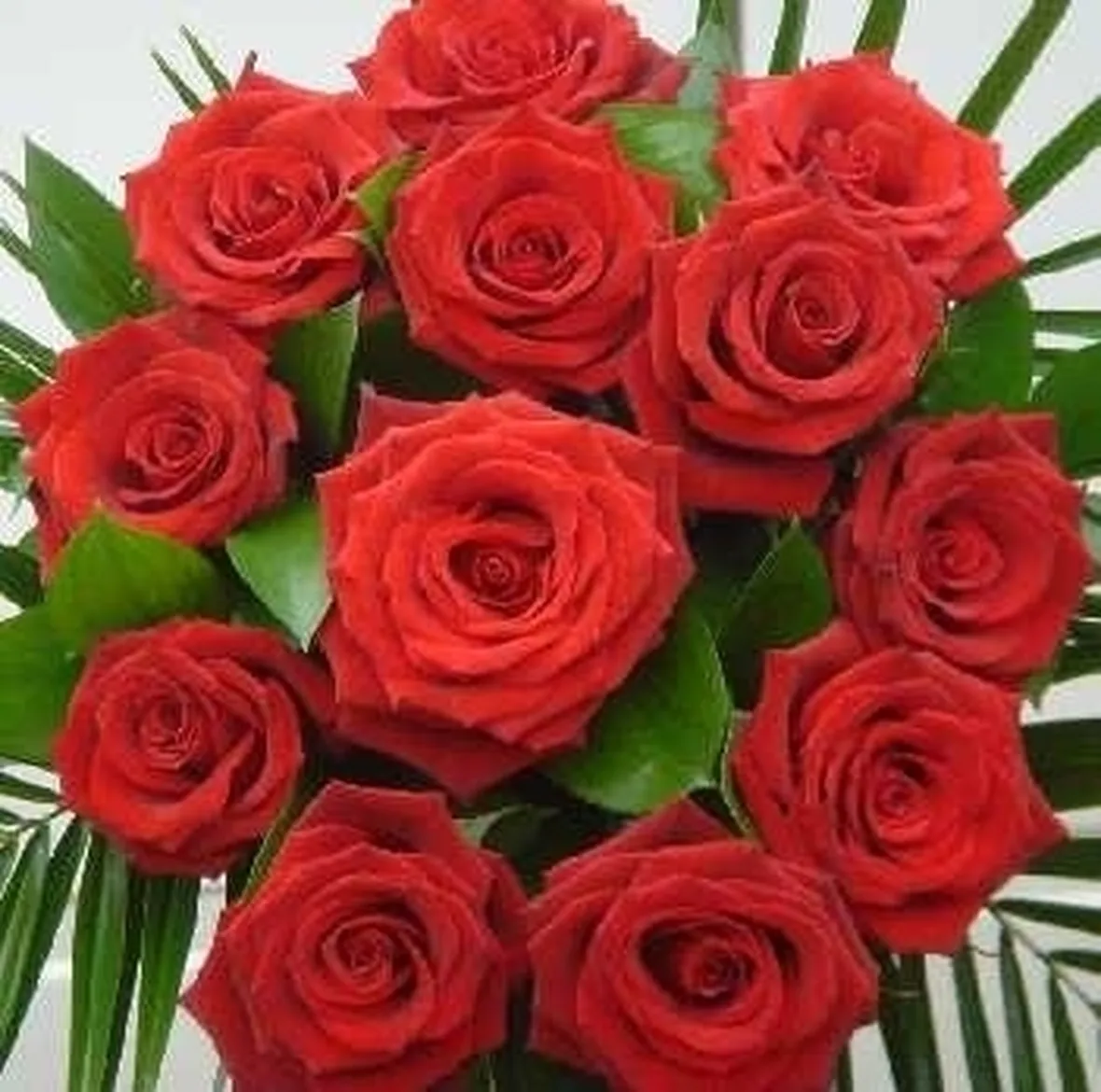 Le rose rosse