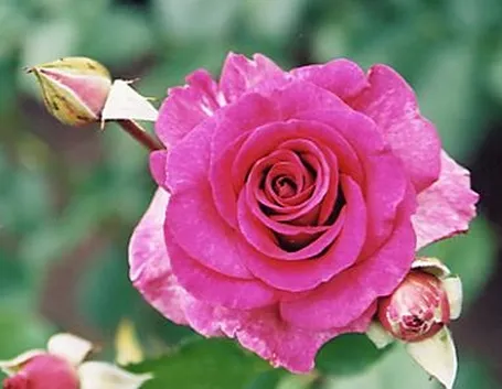malattie delle rose