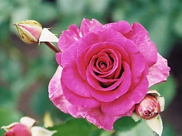 malattie delle rose