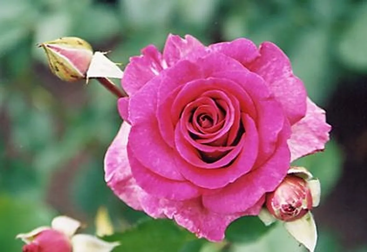 malattie delle rose