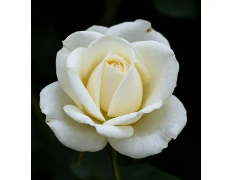 mazzi di rose bianche