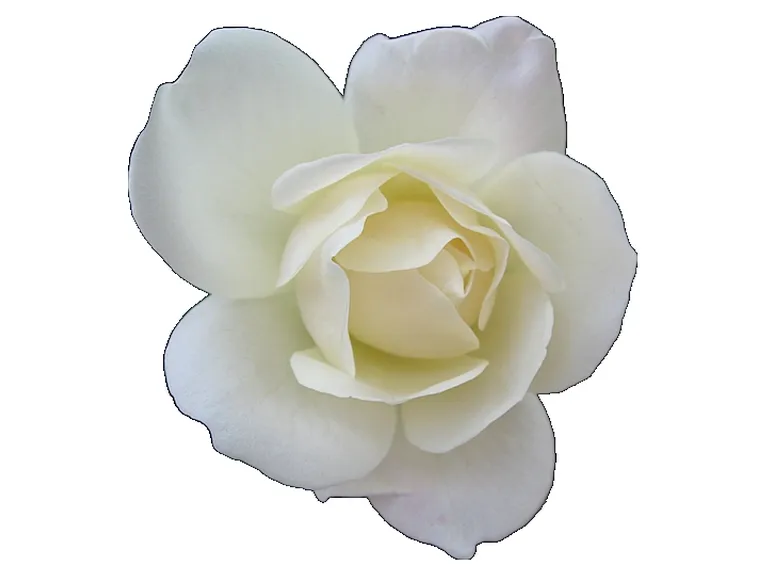 mazzi di rose bianche