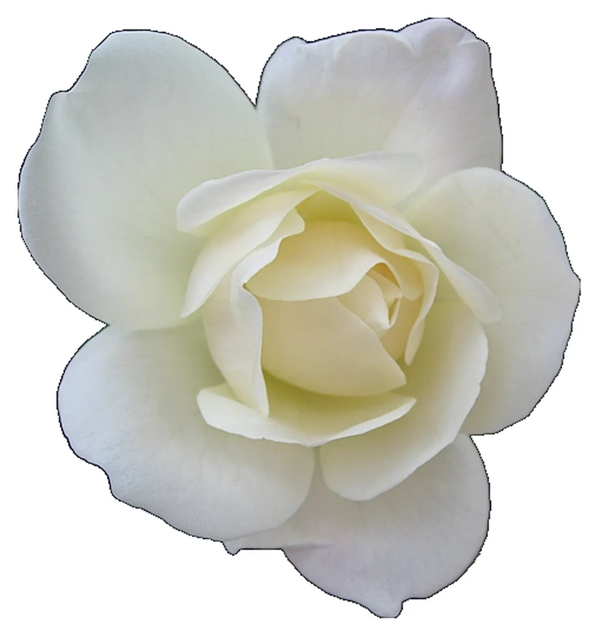 mazzi di rose bianche