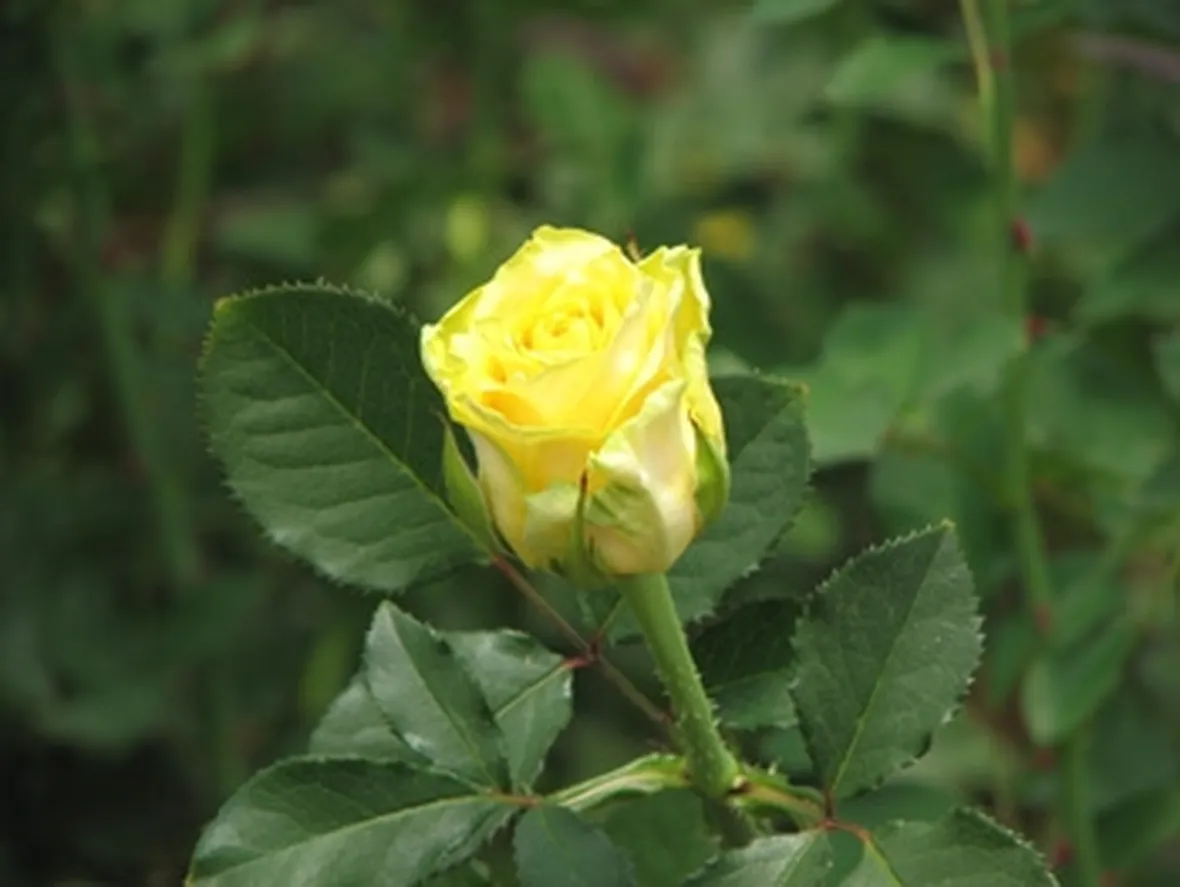 mazzi di rose gialle