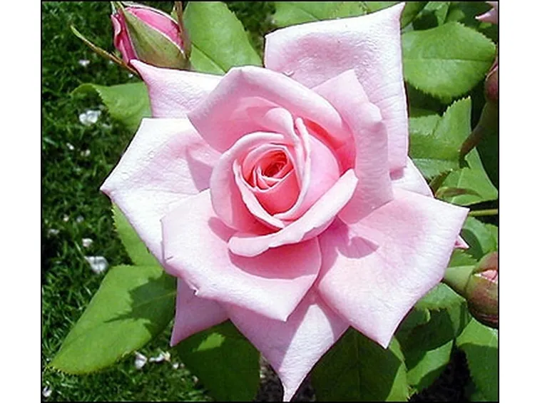 mazzi di rose rosa