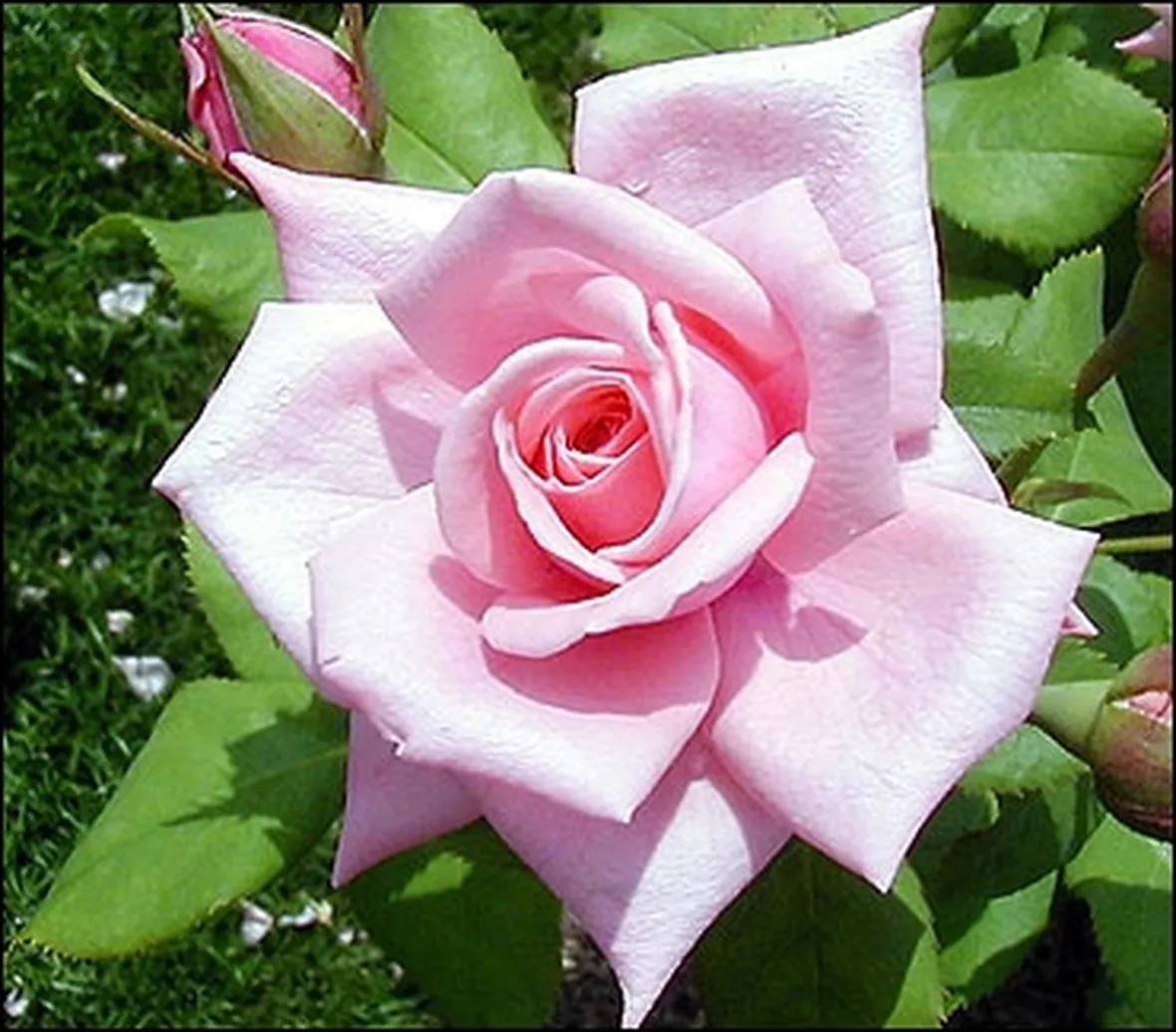 mazzi di rose rosa