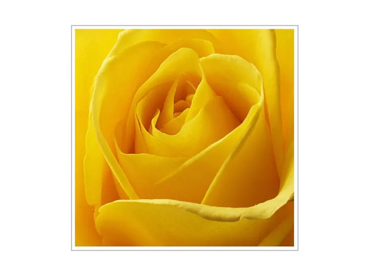 mazzi rose gialle-1