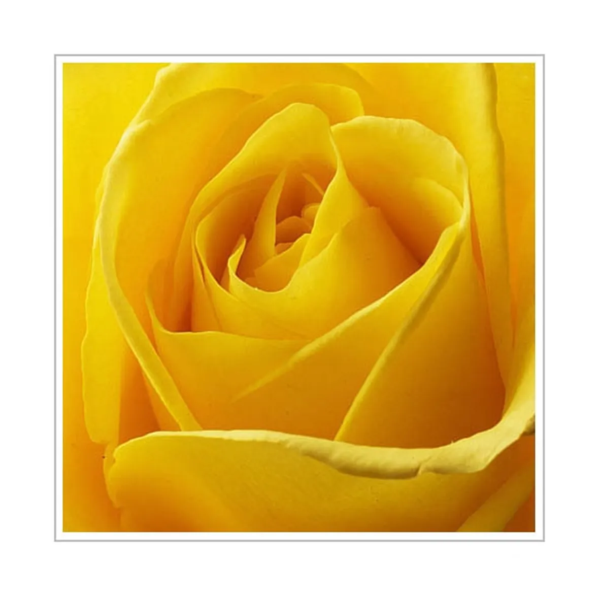 mazzi rose gialle-1