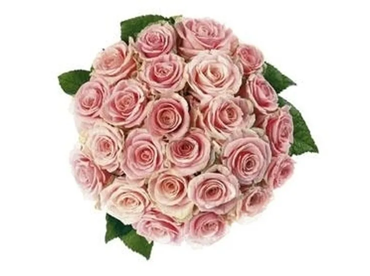 mazzi rose rosa-1