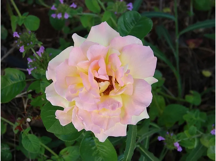 mazzi rose rosa