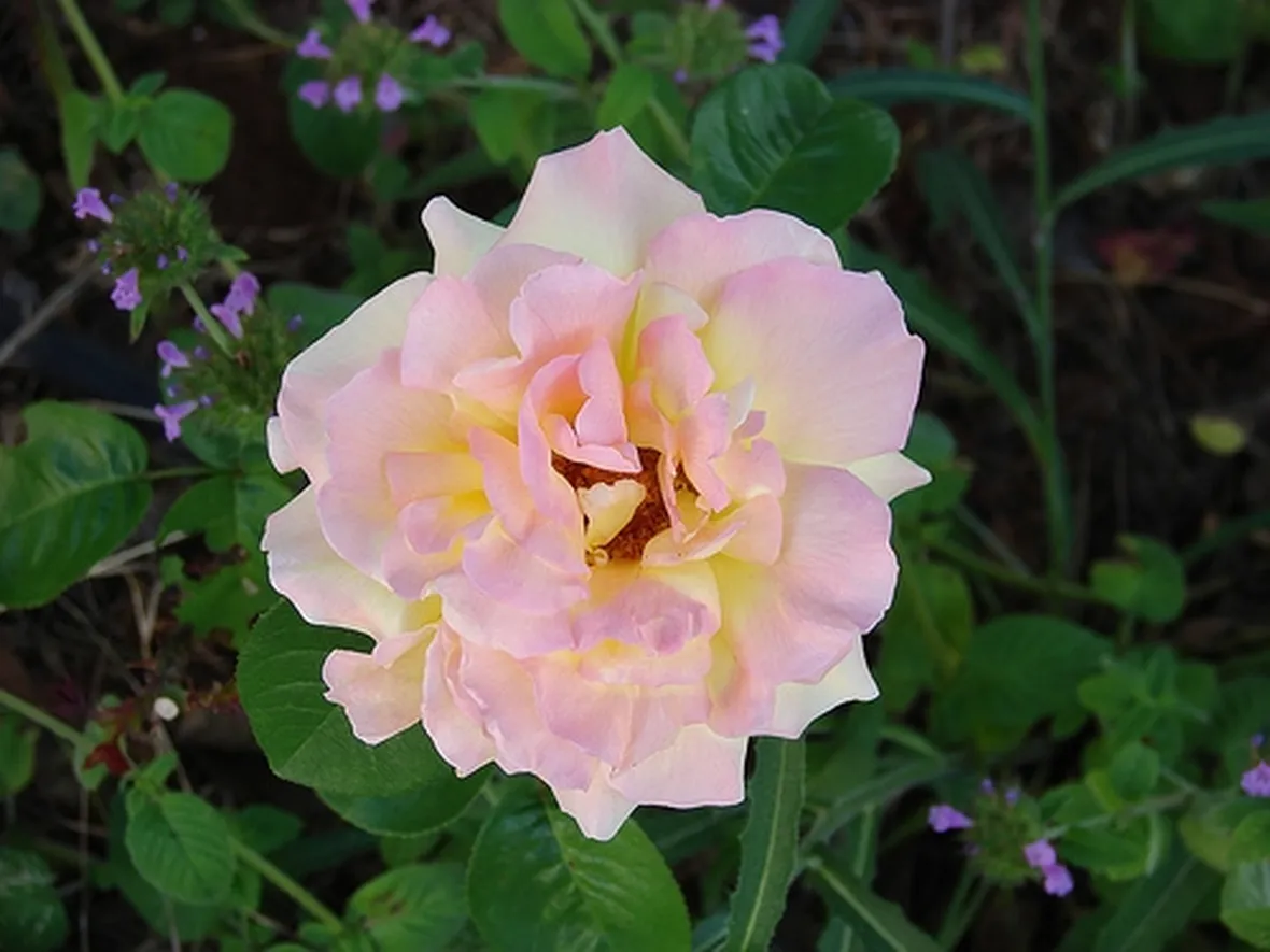 mazzi rose rosa
