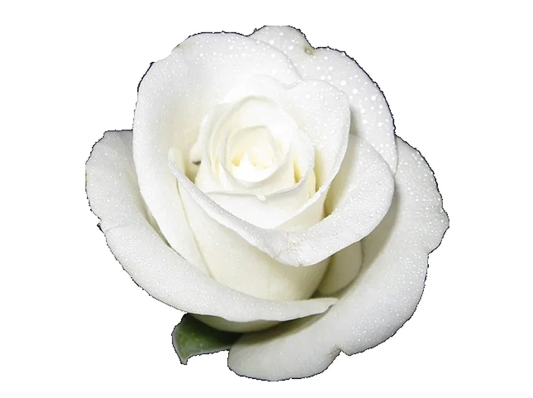 mazzo rose bianche
