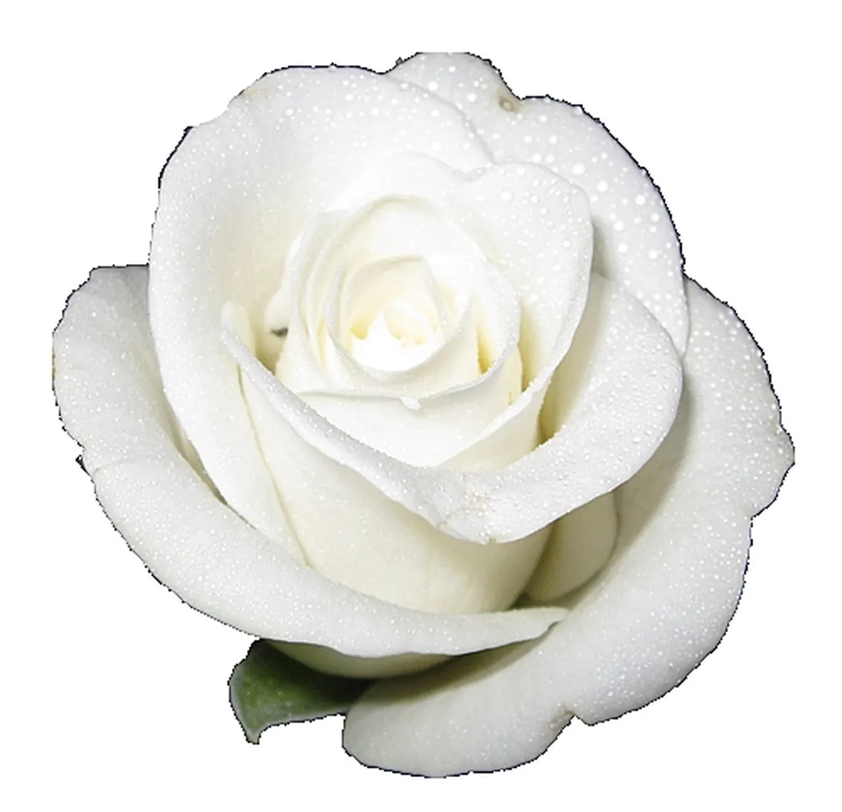 mazzo rose bianche