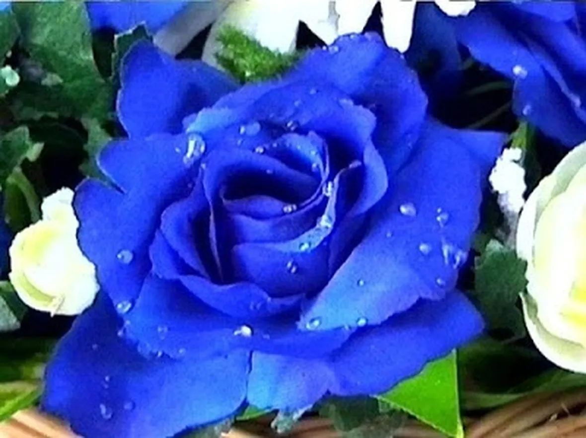 mazzo rose blu