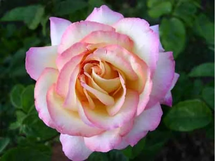 mazzo rose rosa
