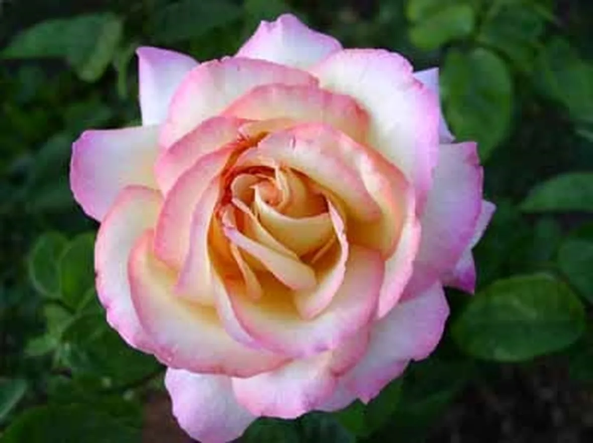 mazzo rose rosa