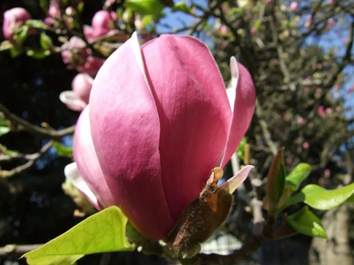 milano rose