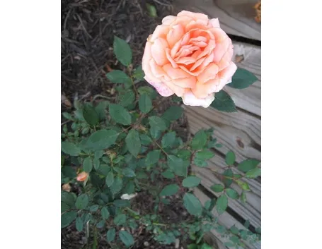 mini rose