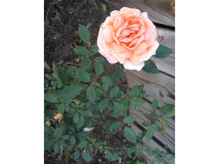 mini rose